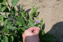 Crotalaria verrucosa
