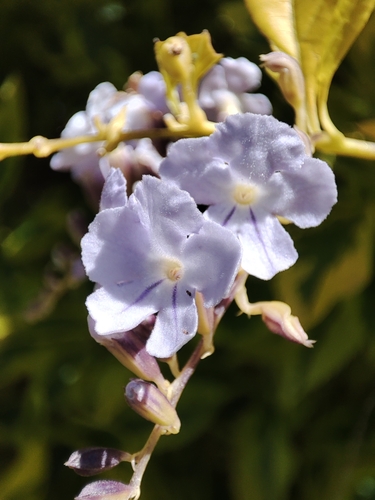 Foto de Pingo-de-ouro