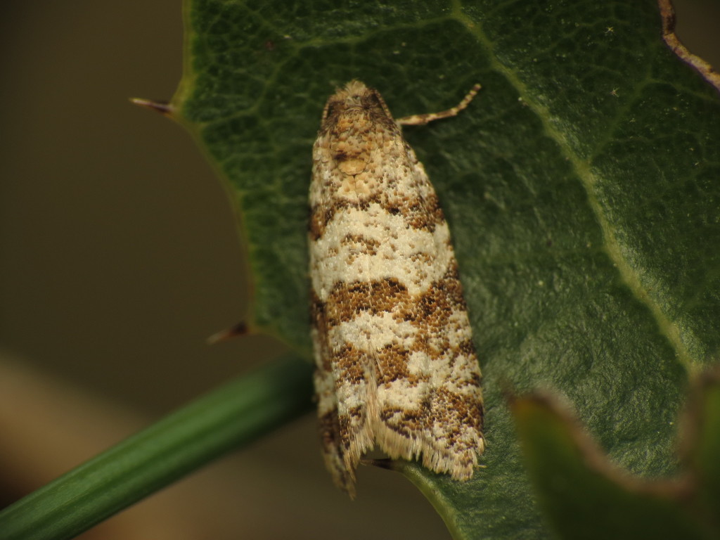 Isotrias stramentana