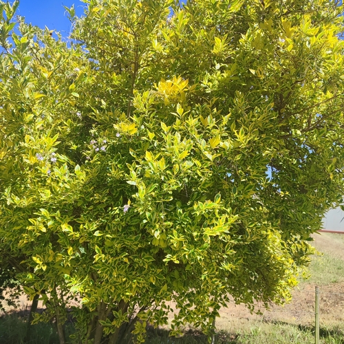 Foto de Pingo-de-ouro