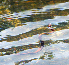 Nerodia clarkii compressicauda