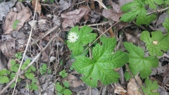 Hydrastis canadensis