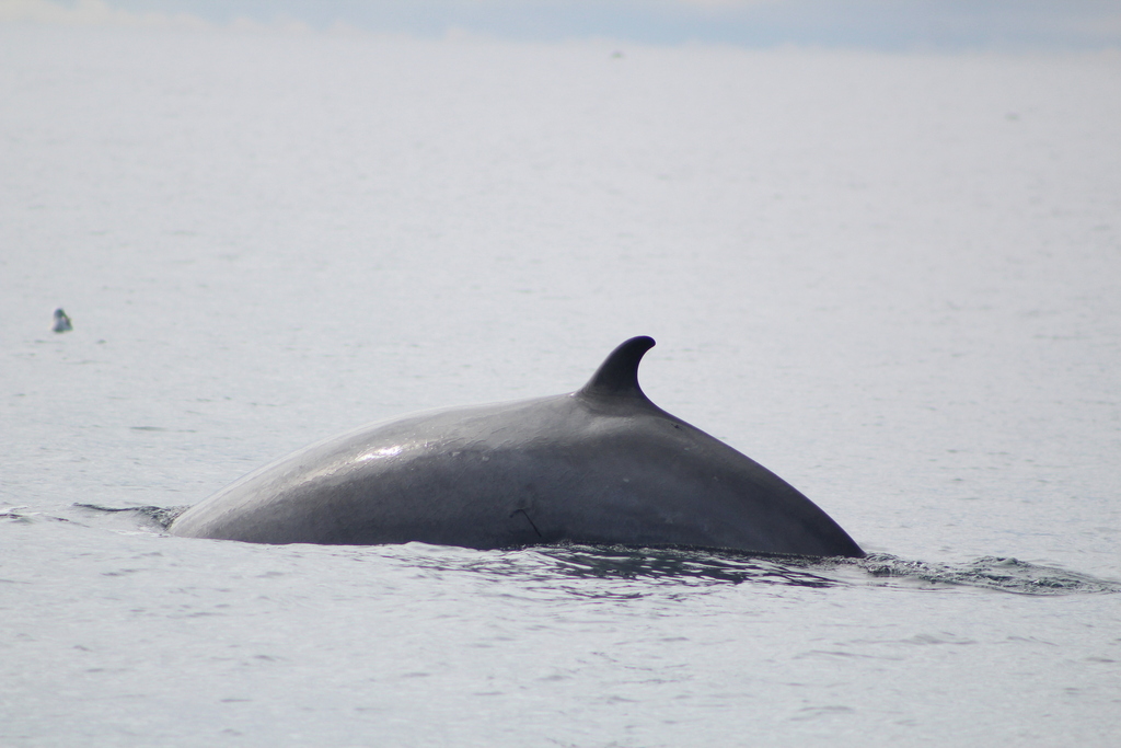 Balaenoptera acutorostrata<br>24 July, 2018