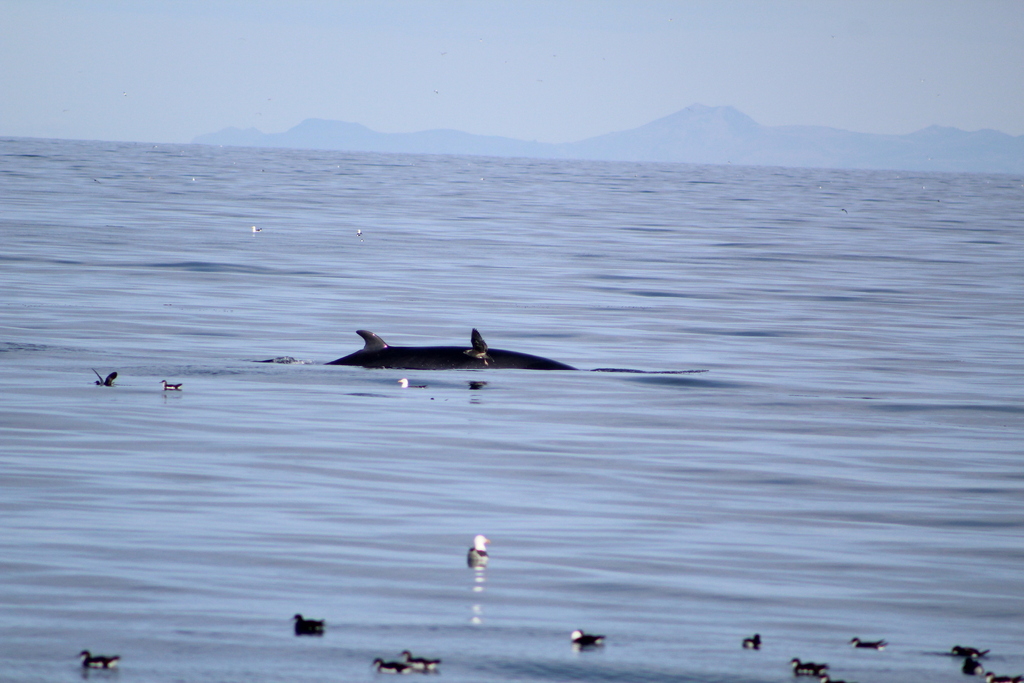 Balaenoptera acutorostrata<br>24 July, 2018