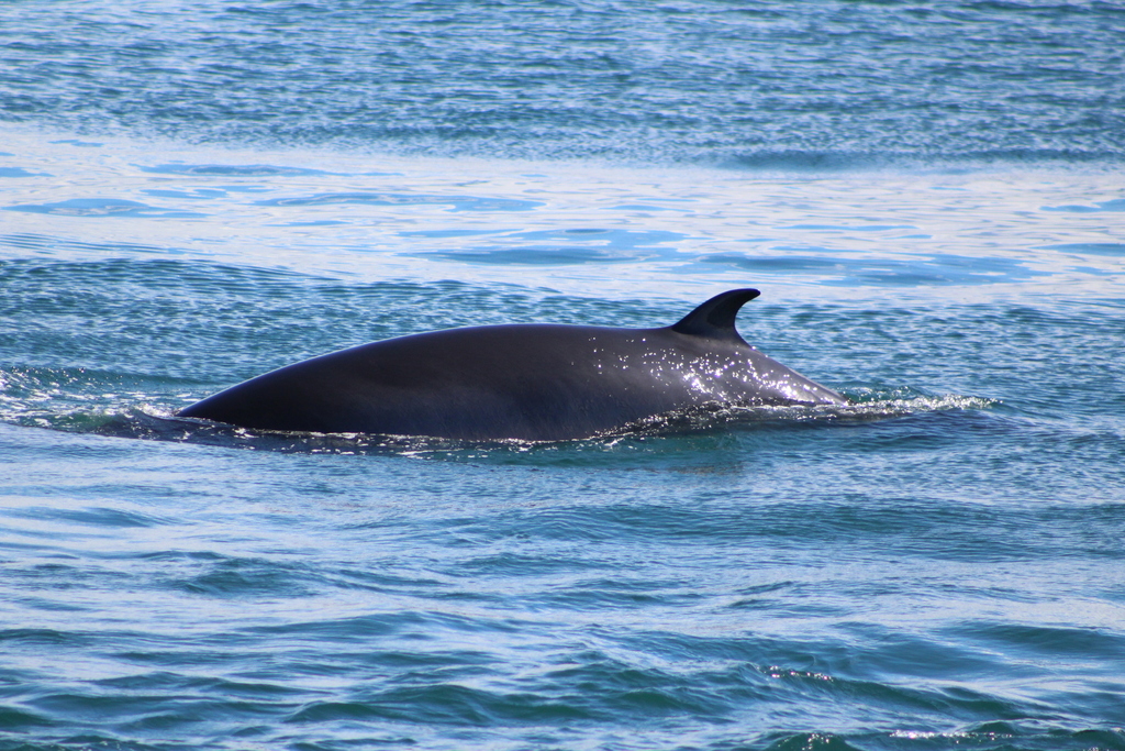 Balaenoptera acutorostrata<br>28 February, 2017