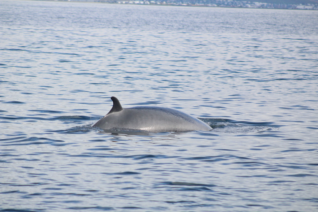 Balaenoptera acutorostrata<br>24 July, 2018