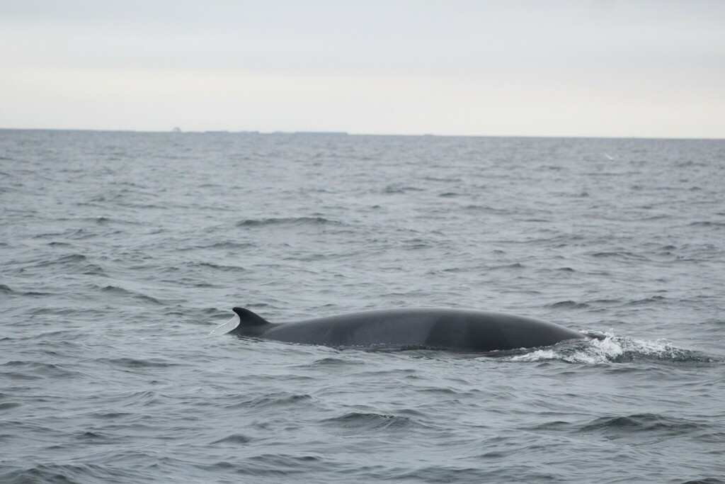 Balaenoptera acutorostrata<br>25 October, 2017