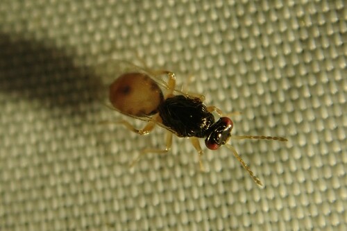 Euplectrus flavipes