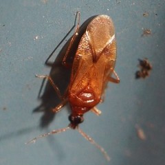 Amphiareus obscuriceps