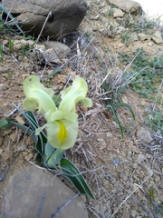 Iris caucasica