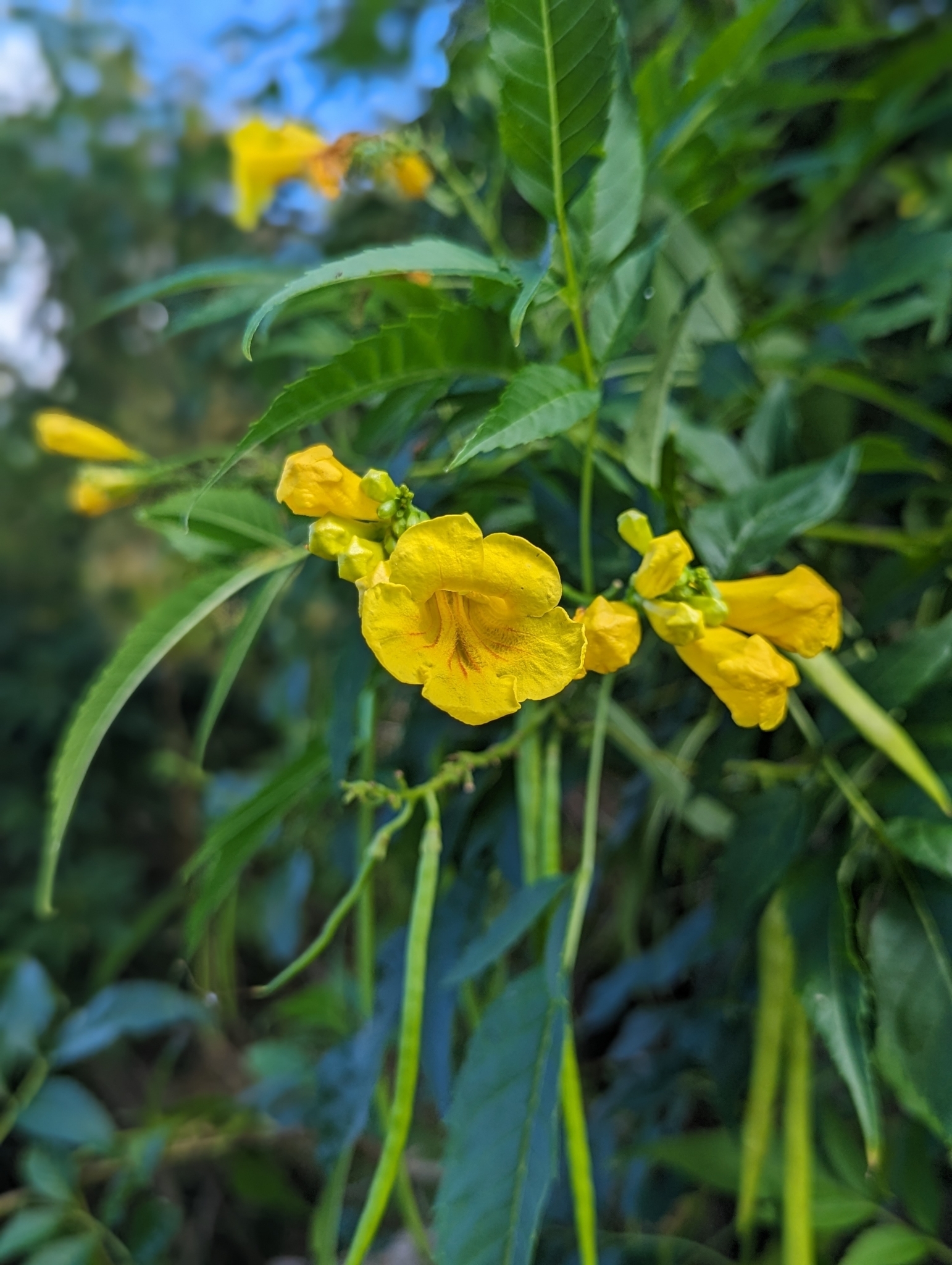 Imagem de Ipê-de-jardim