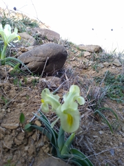 Iris caucasica
