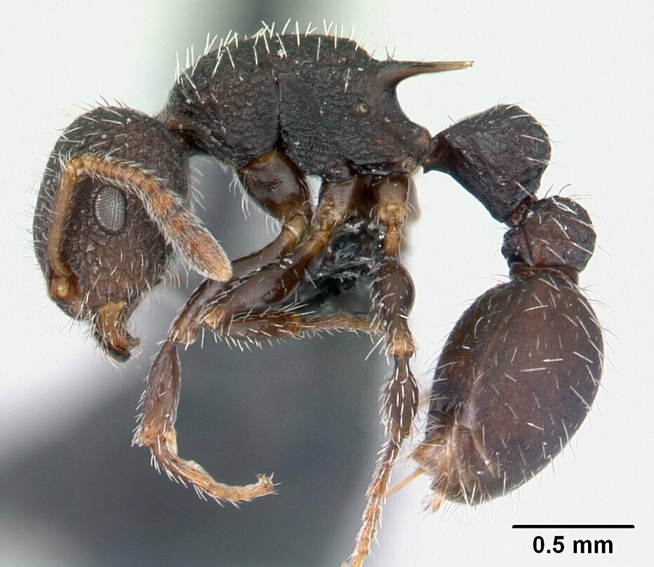 Romblonella