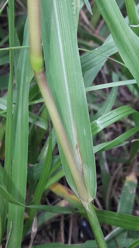 Foto de Grama-batatais