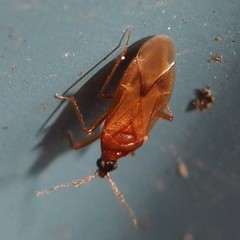 Amphiareus obscuriceps