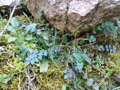 Sanguisorba minor balearica