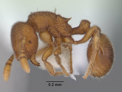 喙蚁属Rostromyrmex
