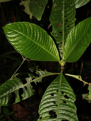 Psychotria saltatrix image