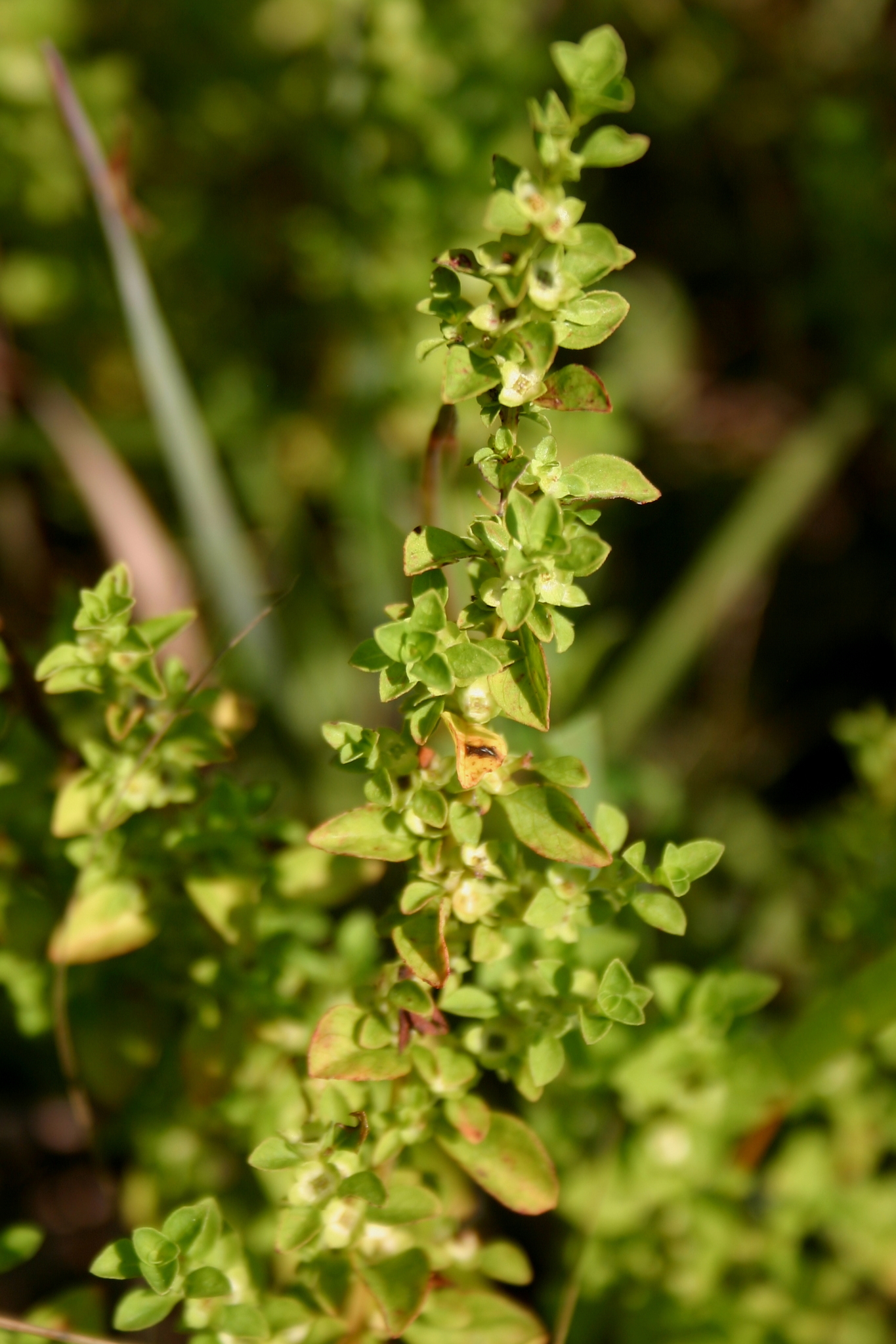Ludwigia microcarpa
