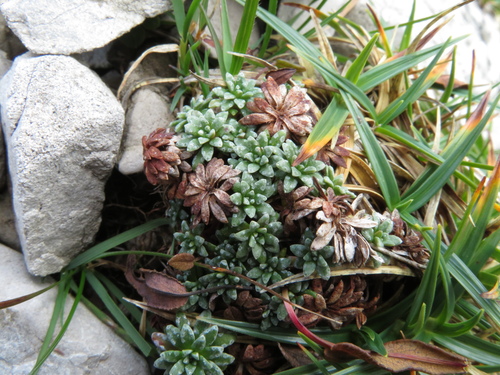 lomikameň sivý (Saxifraga caesia)