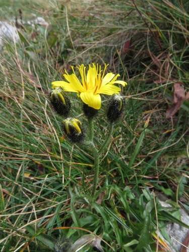 škarda Jacquinova (Crepis jacquinii)