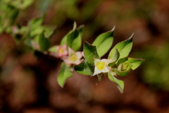 Ludwigia pilosa