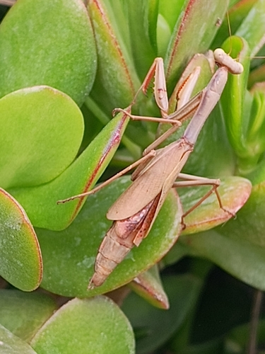 Mediterranean mantis