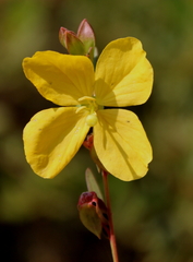 Ludwigia virgata