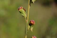 Ludwigia virgata