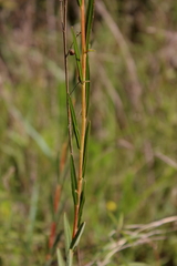 Ludwigia virgata