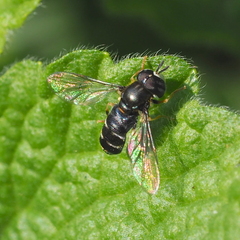 Paragus pecchiolii