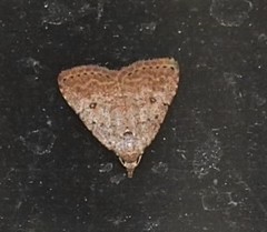 Tolpiodes oligolasia