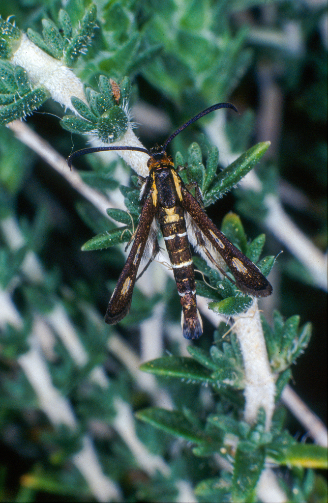 Chamaesphecia minoica