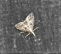 Sufetula hemiophthalma