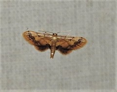 Idaea trypheropa