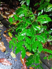 Barnebydendron riedelii image