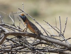 Agama aculeata aculeata
