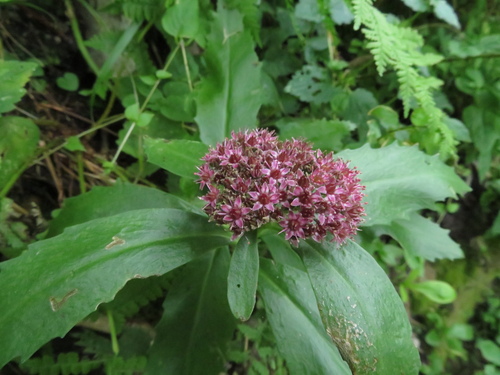 rozchodníkovec purpurový (Hylotelephium telephium)