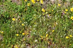 Plagiobothrys tenellus