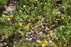 Plagiobothrys tenellus