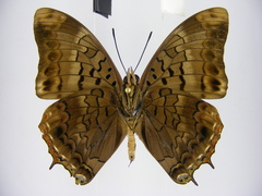 Charaxes cedreatis