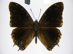 Charaxes cedreatis