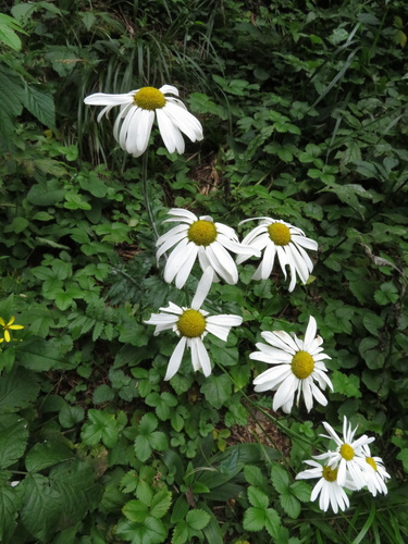 rimbaba karpatská (Tanacetum corymbosum subcorymbosum)