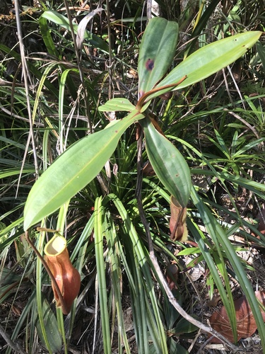 Nepenthes vieillardii