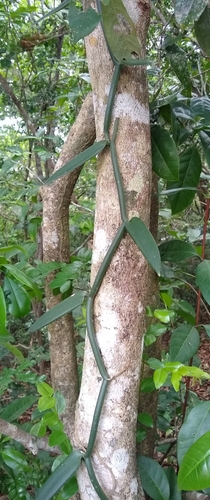 Foto de Baunilha