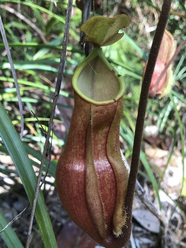 Nepenthes vieillardii