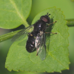 Neocnemodon pubescens