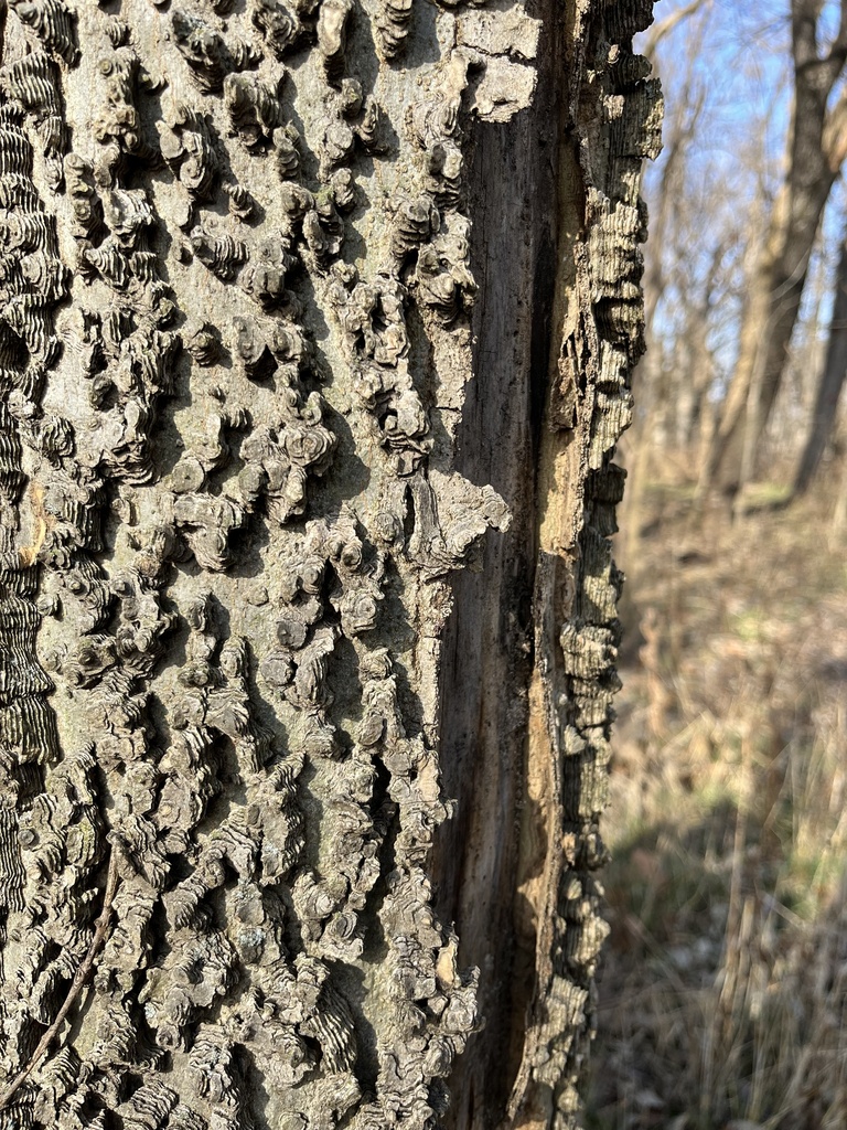 common hackberry from Louisville Nature Center, Louisville, KY, US on ...