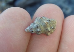 Phycothais reticulata