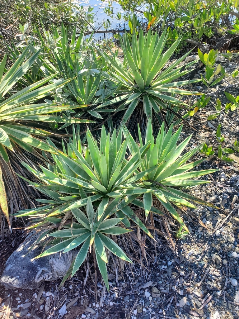 Foto de Sisal